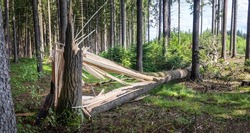 one tree trunk broken by strong winds and fallen to the ground, in a coniferous forest