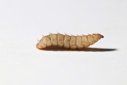 Larvas de mosca de soldado negro aisladas en fondo blanco (gusanos Phoenix)