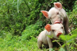 Two cute piglets tease mischievously together