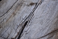 Splintered Dead Wood Closeup Background 
