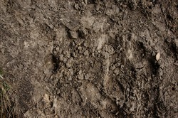 
imprint of the wolf in the mud in the park