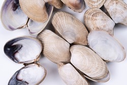 Sea shells. Huge ocean seashells. Wildlife beach shells empty of molluscs. Macro High resolution photo. texture for design