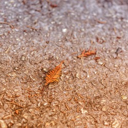 The orange leaf on the ground looks like a centipede