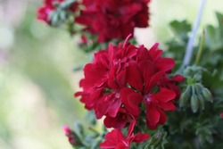 Attractive red sardinia flower in the garden