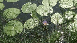 Leaf of water Lilly at the edge of pond, Its reflecting the sunlight at the morning, Its surrounded by grass, West Bengal, India