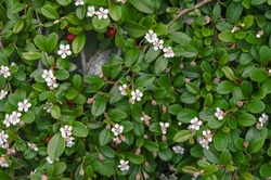 Cotoneaster dammeri white flowers and red berries with green leaves, growing on a stone wall