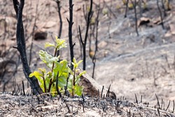 New life emerges after a forest fire in Colorado