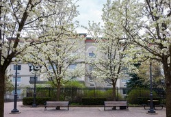 Symmetrical image of a public park with park benches and four pear trees showing their spring blossoms during an overcast day in New York State. 