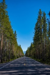 Pine trees that border both sides of a two-lane country road at Yellowstone National Park cast their shadows across it in the late afternoon during a cloudless day. 