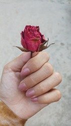 A redrose flower holding in hand 