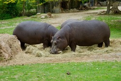 Large and deadly common hippopotamus in Africa safari in lower Zambezi. Dangerous pygmy hippopotamus in South Africa. Plump hippos. Largest land mammal. Huge African animal in Kenya. Big hippo. Zambia
