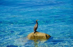 Cormorants fishing fish in Croatia. Aquatic bird hunting in a blue sun light ocean. Cormorant sunbathing on shore. European vacation. Large black kormoran. Shag swimming. Birdwatching. Wildlife. Coast