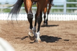 Close up of the horse hooves in motion. Dressage competition.