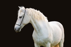 White horse isolated on black background.