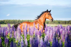 Bay horse running free on a meadow of blooming lupine flowers.