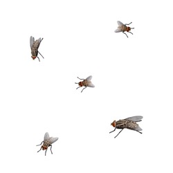Flies are a type of insect from the order Diptera.