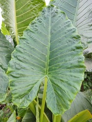 alocacia odora or giant taro or elephant ear plant, giant leaves plants
