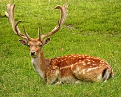 Brown Dear Laying on Grass Field