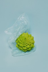 Fresh Romanesque cabbage on a blue pastel background. Minimal concept.