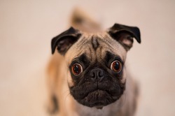 Pug Dog Closeup Photo, Shinny, innocent, Nose,Brown Eyes, Blur Background