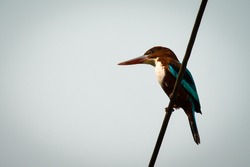 White Throated Kingfisher sitting on a wire . White background for writing quotes .