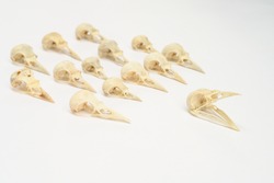 bird skulls on white background. Copy space. no people. Zoology, craniology concept