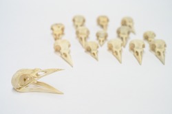 bird skulls on white background. Copy space. no people. Zoology, craniology concept