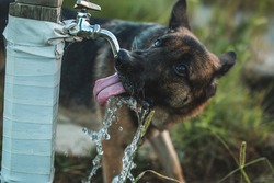 a dog is drinking water straight of the water nozzle. the dog is a beautiful german shepherd and his tongue is very long. hydration is very important for dogs, especially during the hot summer days. 