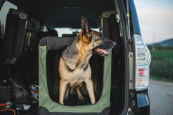 a german shepherd is a soft crate in the car. the trunk is open and the dog i peeking out of his crate from the car. the vehicle is black and big and dog is a male german shepherd. crate training 