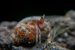 Close Up of Ground Hermit Crab is on the rocks of the Beach. This type of Hermit Crab is often found around the coast where many plants grow