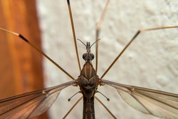 Tipula Paludosa is a species of fly belonging to the Tipulidae family. These flies are also part of the order Diptera, class Insecta, phylum Arthropoda, and kingdom Animalia.