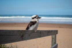 Kookaburra Sitting on Wooden Handrail at North Avoca Beach on the NSW Central Coast of Australia