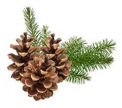 Pinecones with spruce branch isolated on white background with clipping path