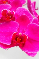 detail of purple moon orchid petals with raindrops. close up, with selective focus and background blur