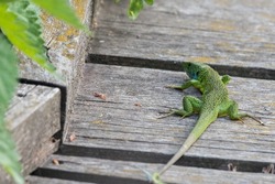 Male of western green lizard, Manzolino Oasis, Italy.