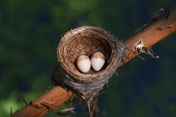 The eggs of Malaysian pied fantail  in nest .  bird 'nest  . Malaysian  pied fantail 'nest  with two eggs . 