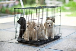 Little purepbred puppies in cage.Young dogs caged.Shelter home.Canine for adoption by breeder.Sad puppies under captivity.Animal rescue.American Cocker Spaniel.Black and brown pups.Scared doggies.