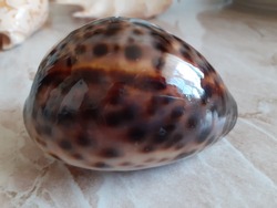Smooth shiny brown speckled seashell