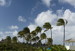 Palm trees on a windy day