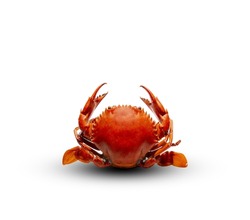 cooked crab dark orange carapace put on a white background