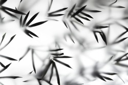 Silhouette bamboo leaves on bright light white background. Bamboo leaves shadow in studio light