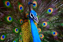 Portrait of a colorful dancing peacock . Peacock close up portrait. Peacock wallpaper and backgrounds.