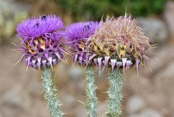 natural thorns, purple flowering thorn photos