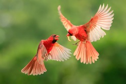 Northern Cardinal, Wildlife