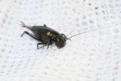 Black crickets walk on white fabric, black winged insects and body.