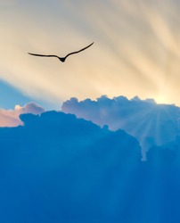 A Vertical Image of a Bird Silhouette is Soaring Above the Clouds Moving Toward the Sun Rays