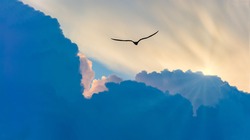A Bird Silhouette is Soaring Above the Clouds Moving toward the Sun Rays