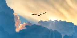 A Bird Silhouette Is Soaring Above The Colorful Clouds At Sunset Banner