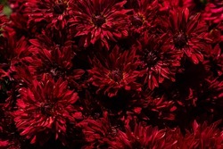 Red dahlia flowers in full bloom. Floral background. Beautiful large red dahlia petals. Autumn wallpaper with many red flowers. Autumn still life. Summer