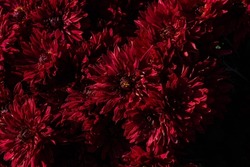 Red dahlia flowers in full bloom. Floral background. Beautiful large red dahlia petals. Autumn wallpaper with many red flowers. Autumn still life. Summer